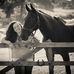 Toni Perryman - Facebook