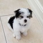 Rocco_And_Toni - @rocco_and_toni - Instagram