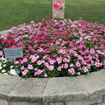 Toni Steele - @tonisteele60 - Instagram