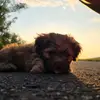 Leon - @toni.steiner2 - TikTok