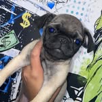 Antonio Zaac - @tonitothepug - Instagram