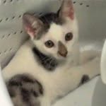 Toñito (El Gatito) - @tonitothecat - Instagram