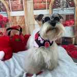 Toñito Roldan - @tonitotheschnauzer - Instagram