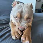 Toñito The Bully 🐶 - @tonitothebully - Instagram