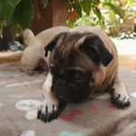 toñito the pug - @tonito_thepug - Instagram