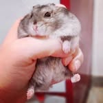 Toñito - @tonito.the.hamster - Instagram