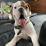 Toñito - @tonitothebulldog - Instagram
