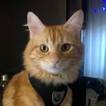 @tonitothecat1 - Instagram