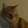 Tonitothecat1 - @tonitothecat1 - TikTok