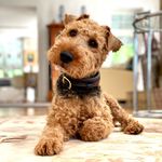 Toni - @toni_welsh_terrier_ - Instagram