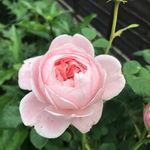 Toni weston - @toniweston96 - Instagram