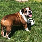 Toni Wolfe - @stardogk9 - Instagram