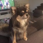 Toni Wolfe - @bentleywolfe660 - Instagram