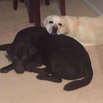 Tonia Gray Henman - @toniahenman - Instagram
