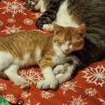 Tonia Kent - @lambchop1817 - Instagram