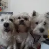 Tonya Lyons - @tonya.lyons - TikTok