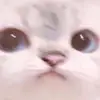tonjajames - @tonjajames40 - TikTok