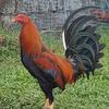 Mypetfowl - @tony_abuan - TikTok