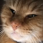 Tony the Tiger Acree - @ton_ton_acree - Instagram