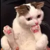 tonybeann - @tonybeann.official - TikTok