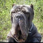 Tony Betts - @davincimastinos - Instagram