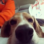 Tony Beagle Biddle - @mrtthebeagle - Instagram