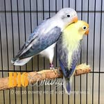 tony billy - @tony_nya_billy - Instagram