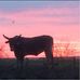Tony Borba-Bucking Cattle - Facebook