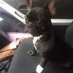Antonio Tony Borelli - @antoniotonyborelli - Instagram