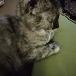 Tony Buttigieg - @buttigiegtony - Instagram