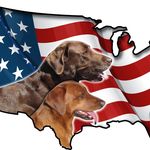 Tony Carollo - @petmeup - Instagram