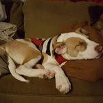 Tony Carollo - @tony.carollo.28 - Instagram