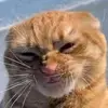 tonyche - @tonyches - TikTok