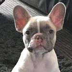 Tony chestnut - @max_pady - Instagram