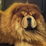 Tony “Chicken” Stark - @chickenchowtony - Instagram
