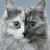 tonychienusa - @tonychienusa - TikTok
