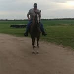 Tony Cooley - @cooleyhorseshoeing - Instagram