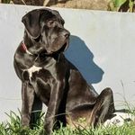 Tony El Cane Corso - @tony_el_cane_corso - Instagram