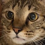 Tonyの成長日記😸 - @tony.daily_ - Instagram