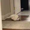 jon - @notnottonydeangelo - TikTok