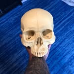 Tony DeMelo - @demelo.tony - Instagram