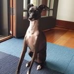 Tony DeVito - @milocutiebab - Instagram