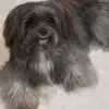 tonydornellas - @tonydornellas - TikTok