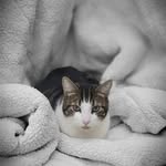 Tony_the_feisty_feline@GVVC - @tony_the_fiesty_feline - Instagram