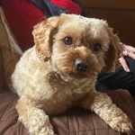 Tony Fitzpatrick - @tony.fitzpatrick.733 - Instagram