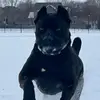 FrankTony_cane_corsos - @franktony_cane_corsos - TikTok