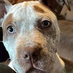 Tony Frank - @tonythetintguy - Instagram