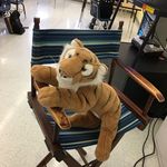Tony🐯 - @tony_gary_augustus_the_tiger_ - Instagram