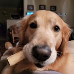Tony Gemme - @tonygemme - Instagram