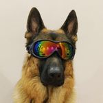 👑 Tony 👑 - @tonygermanshepherd - Instagram